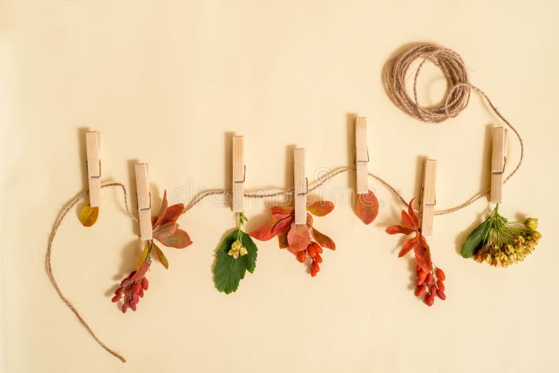 Autumn leafs in a clothes line held by clothespins. gifts and crop on a hanger. elderberry and barberry, fruits and dry leaves. Autumn card,Flat lay, top view. copy space. Autumn leafs in a clothes line held by clothespins. gifts and crop on a hanger. elderberry and barberry, fruits and dry leaves. Autumn card,Flat lay, top view. copy space