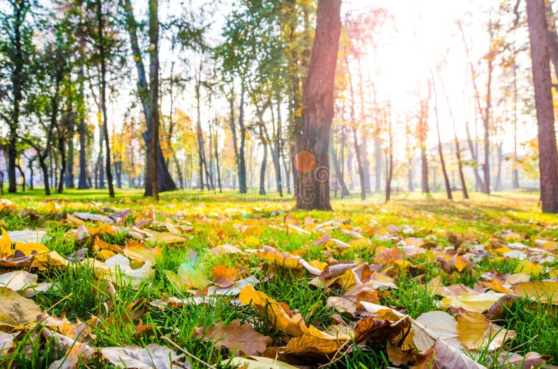 Autumn leafs on green grass in the park with trees and sun rays