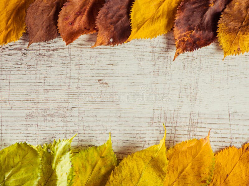 Fallen colorful autumn leafs over vintage wooden surface