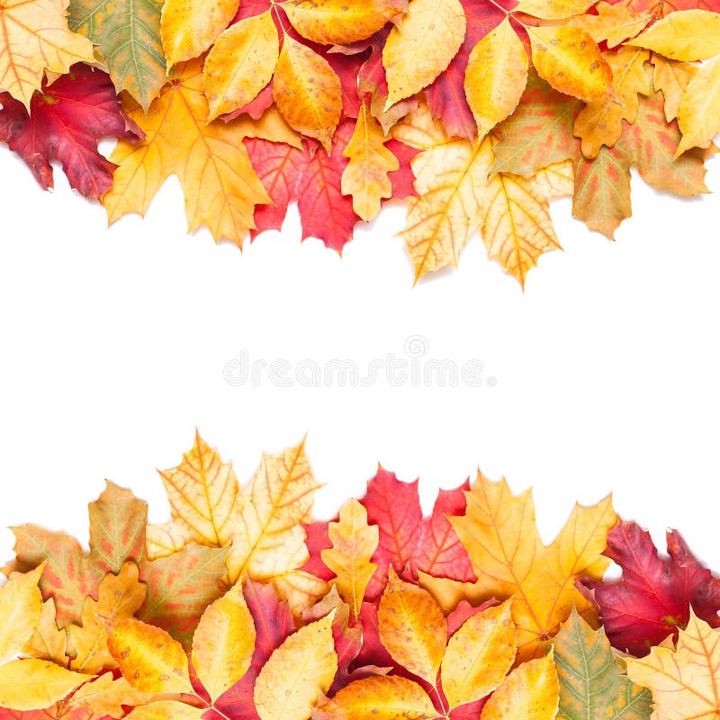 Autumn leafs on white background.