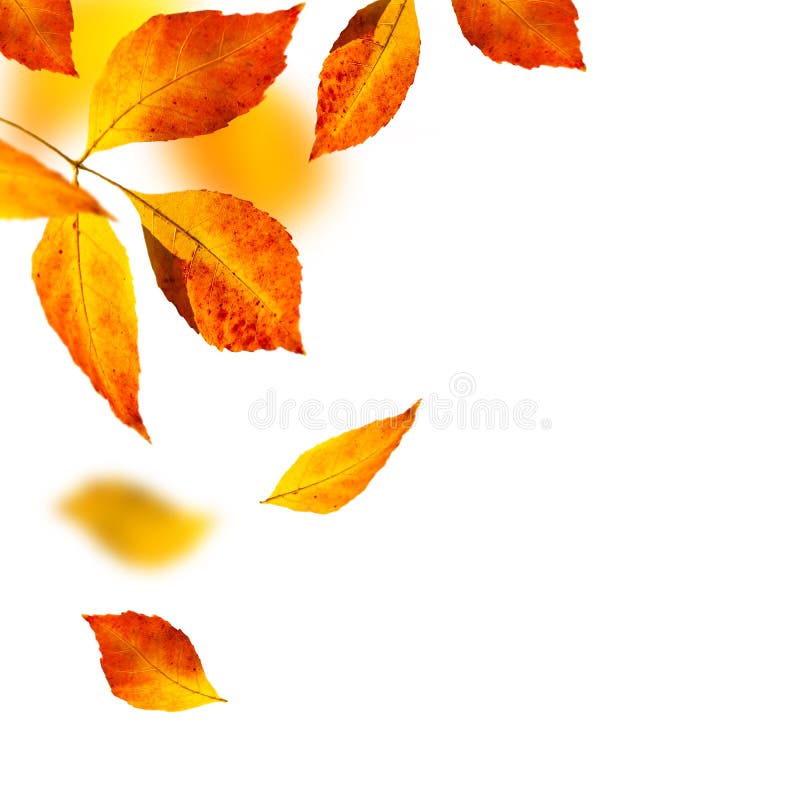Autumn leafs on white background.
