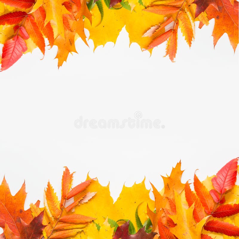 Autumn leafs color on islolated white background. Autumn leafs color on islolated white background