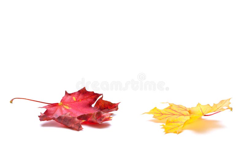 Autumn leafs on white background. red and yellow