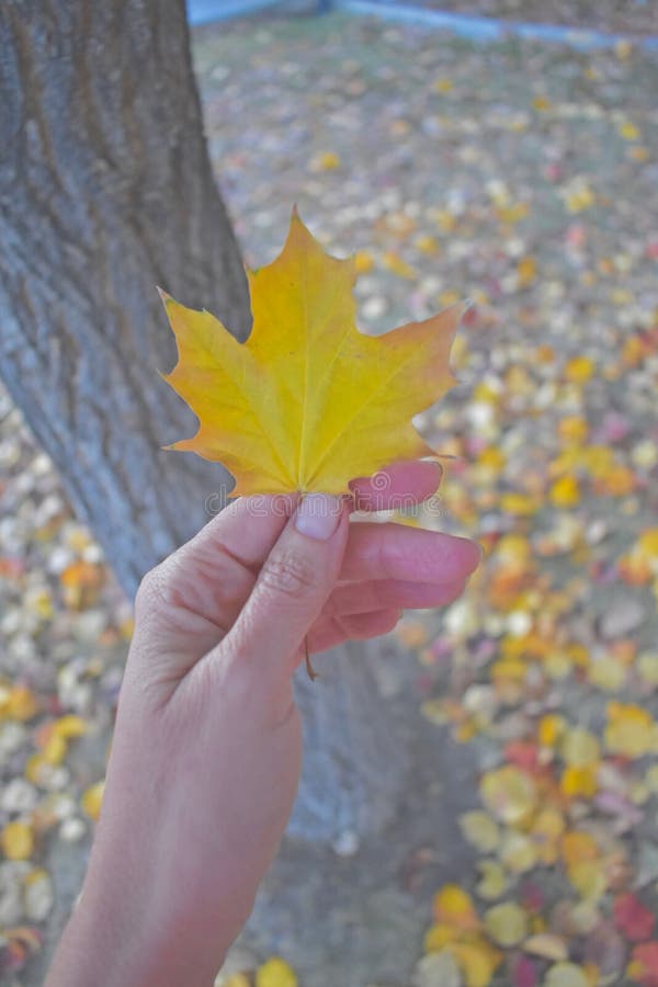 Autumn Leaves. Esaminando le belle foglie di autunno e cambiare i colori