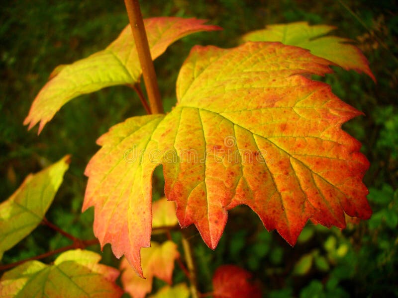 Autumn leaves.