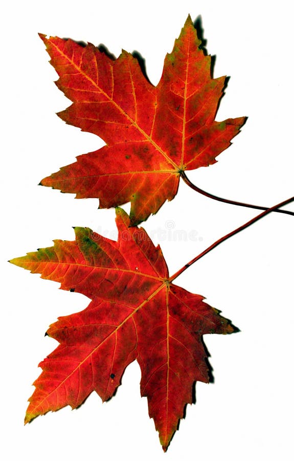 Autumn leaves royalty free stock photos