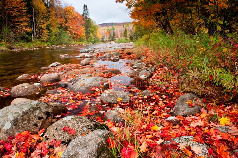 Autumn Leaves stock images