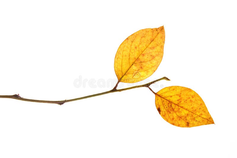 Last of autumn leaves on branch isolated on a white background