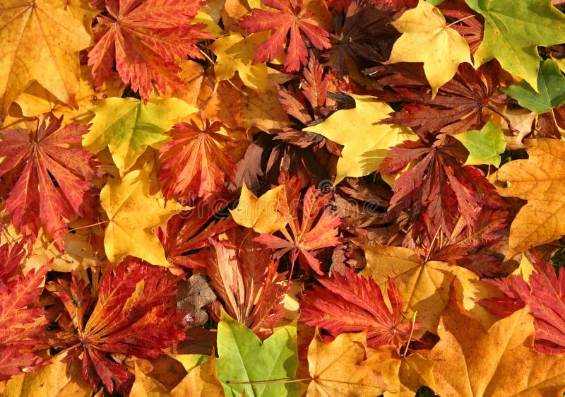 Close up di una miscela di foglie di Autunno vasta gamma di colori.