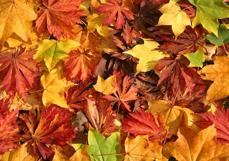 Autumn Leaves stock image
