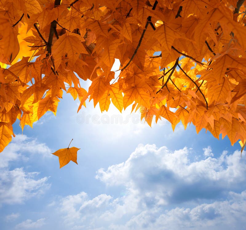 Autumn leaves royalty free stock images Autumn leaves royalty free stock images