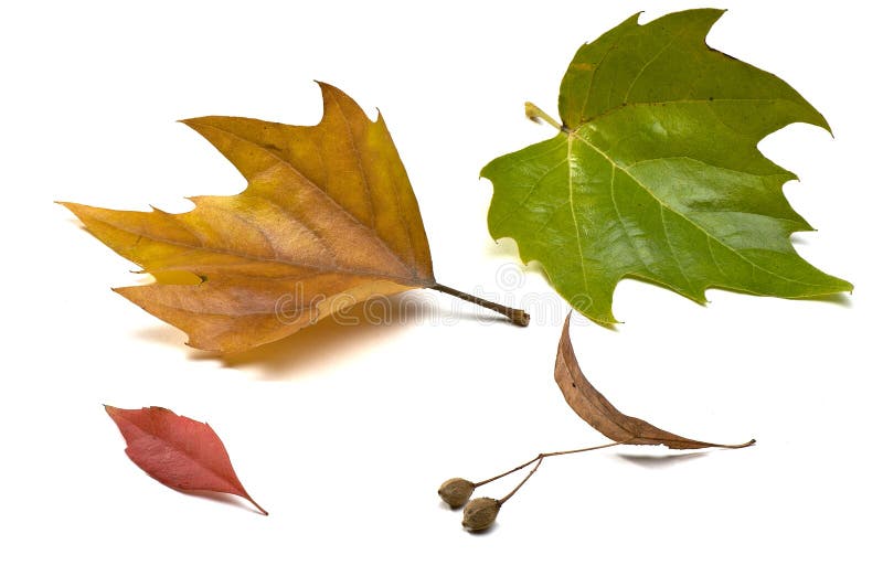 Autumn leaves isolated on white