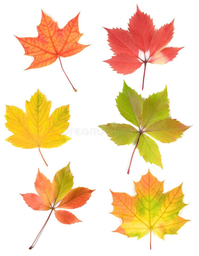 Autumn Leaves stock photo. Image of seasons, light, leaves - 18090116