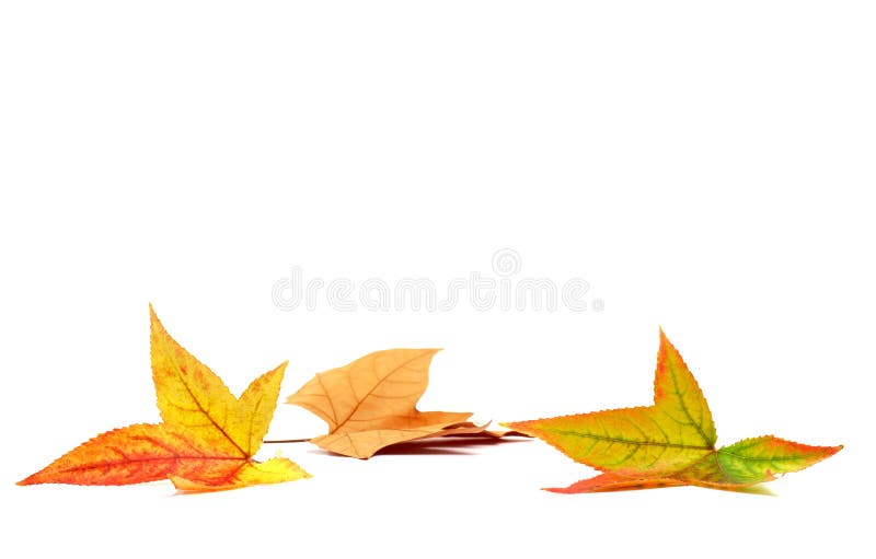 Autumn leaves on a white background