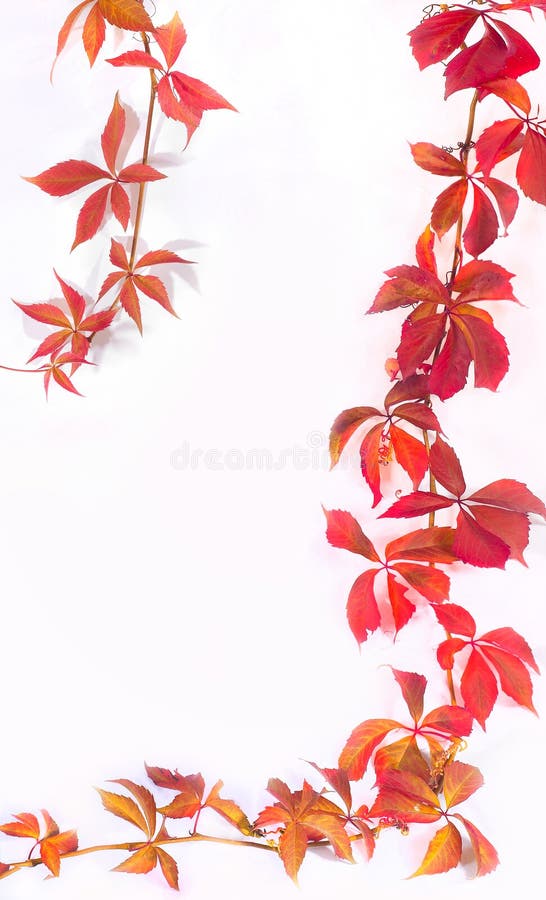 Two branches autumn leafs on a white background. Two branches autumn leafs on a white background