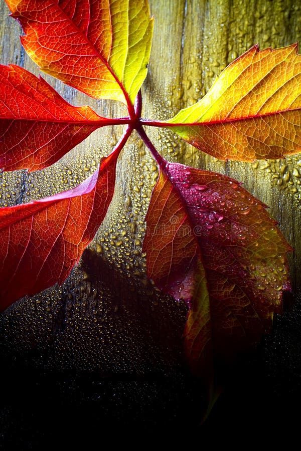 Autumn Leaf stock image. Image of folio, white, genealogy - 364169