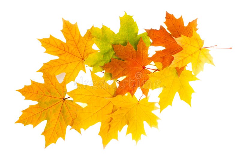 Autumn leaves isolated on white