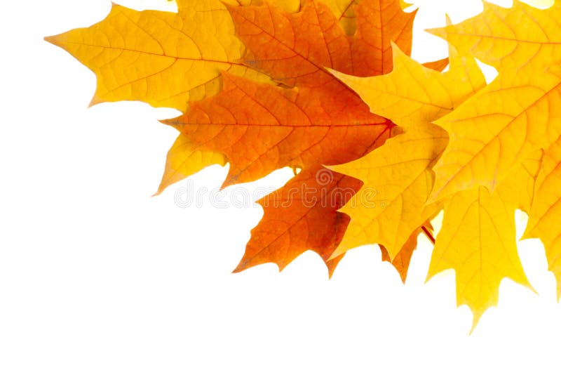 Autumn leaves isolated on white