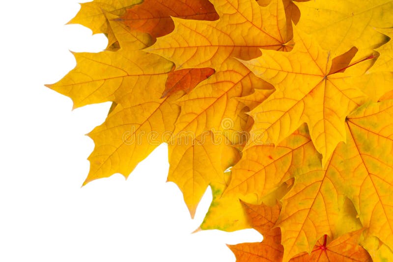 Autumn leaves isolated on white