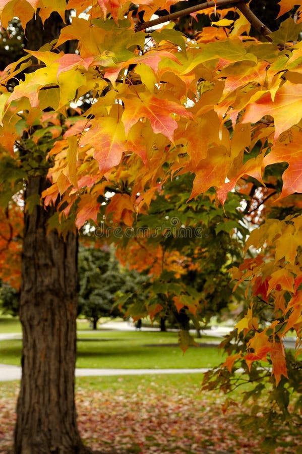 Vista ravvicinata di acero foglie mutevole colore autunno.