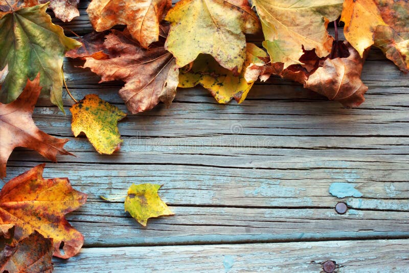 Autumn leaves royalty free stock images