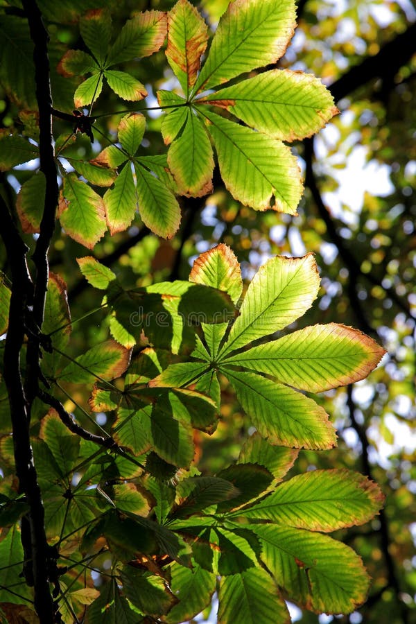 Autumn leaves