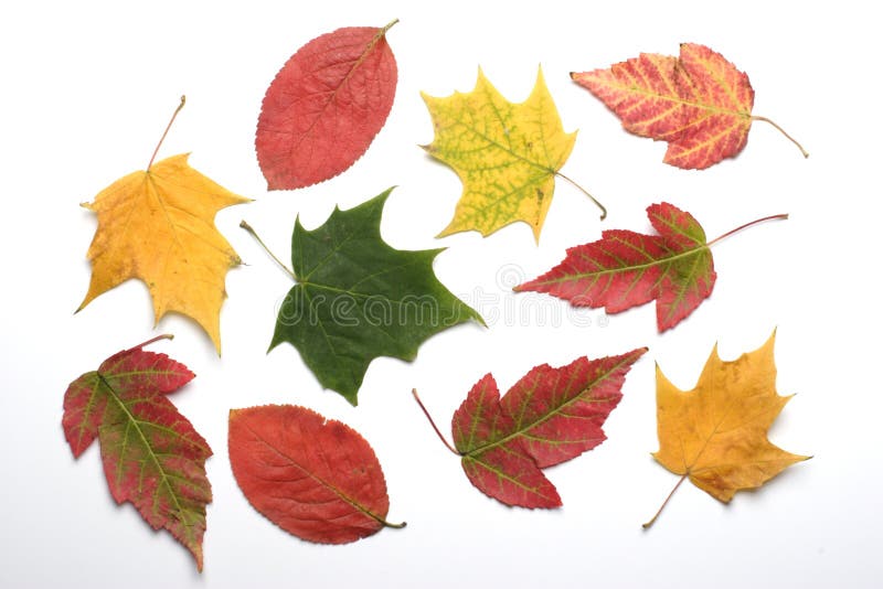 Allsorts of Autumn Leaves on a White Background 2 Stock Image - Image ...