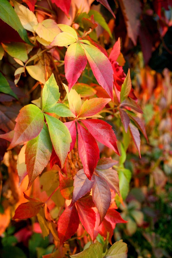 Colored autumn leaves shining on the sun