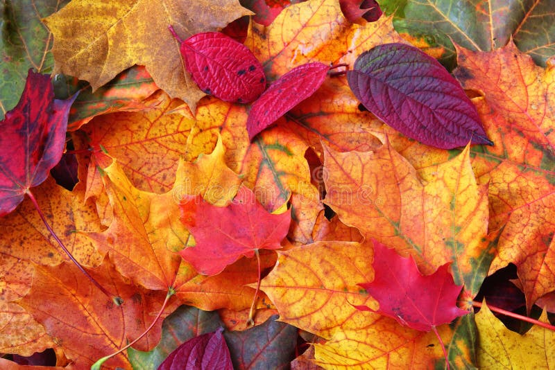 Autumn Leaves royaltyfri foto