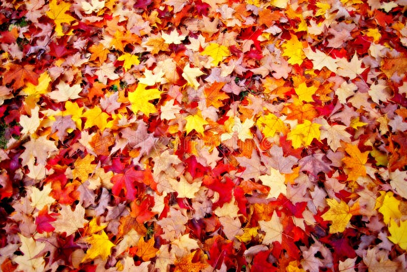 Autumn leaves royalty free stock images