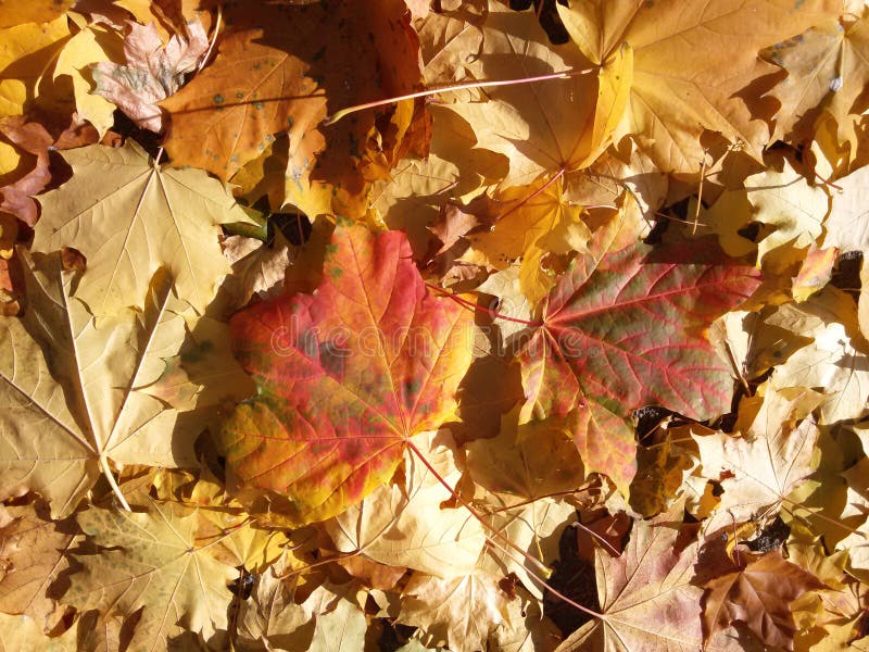 Autumn Leaves photographie stock Autumn Leaves photographie stock