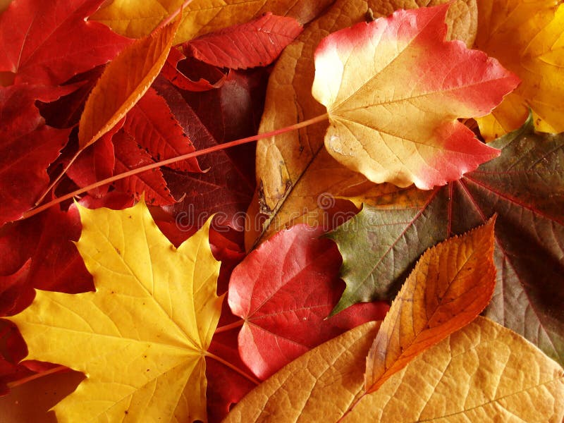 Autumn leaves royalty free stock photos