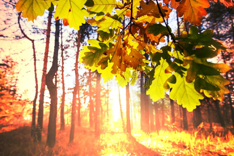 Autumn leaves stock images