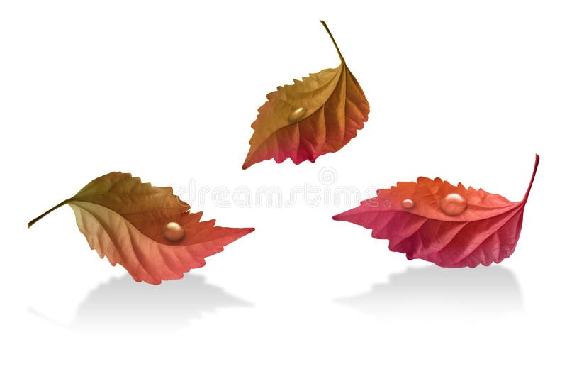 Autumn leaves_ 6