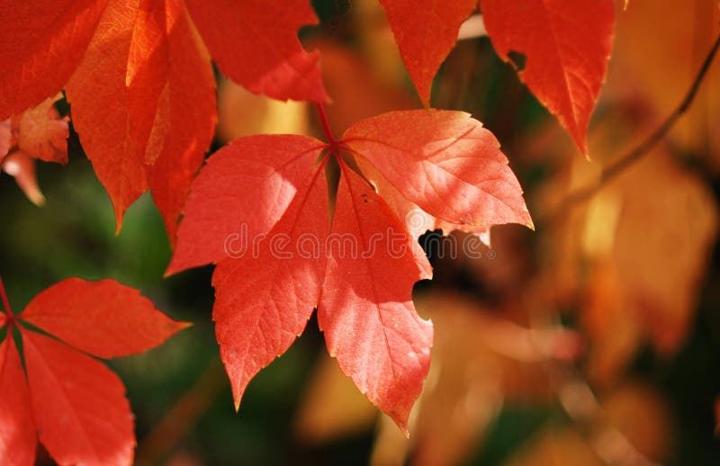 Autumn leaves