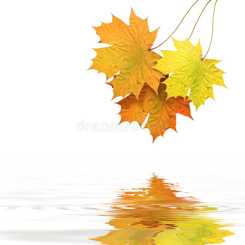 Autumn leaves