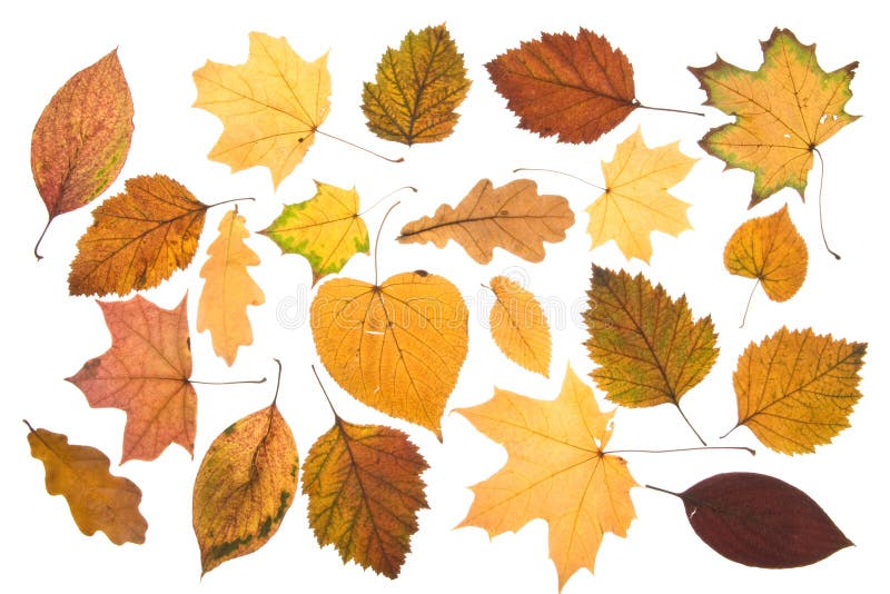 Autumn corner stock image. Image of leafy, leaves, arrangement - 6256835