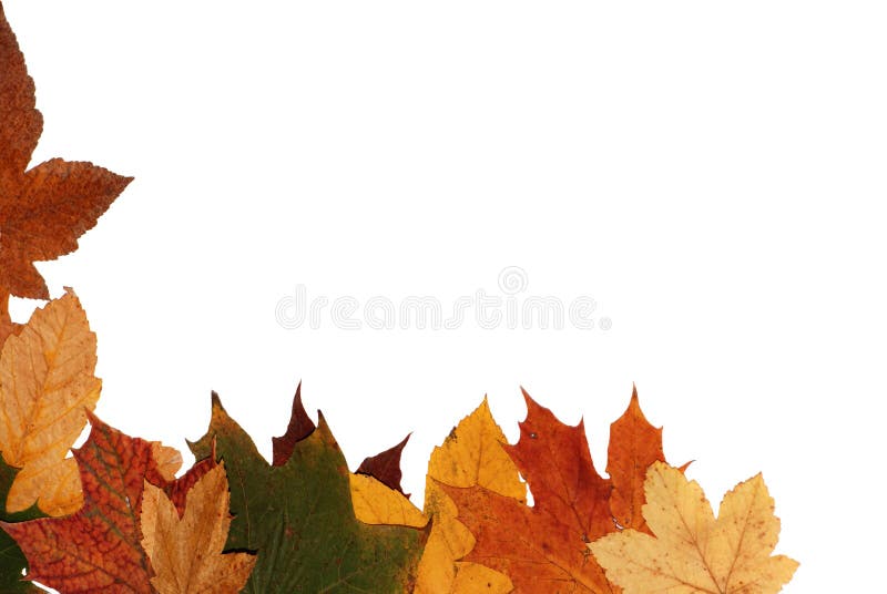 Autumn leaves royalty free stock images
