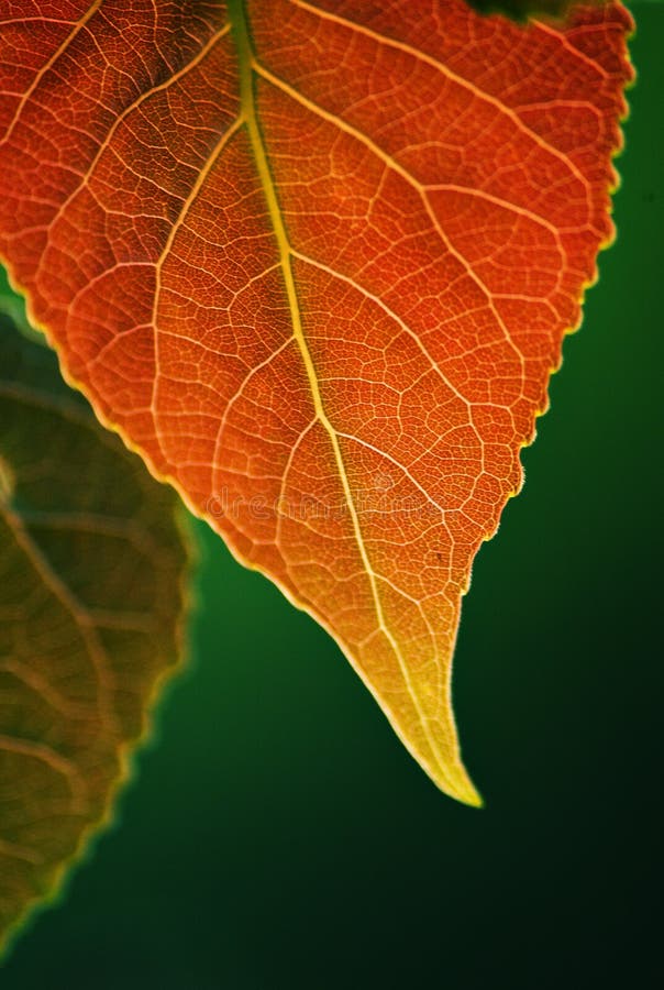 Autumn Leaves royalty free stock photography