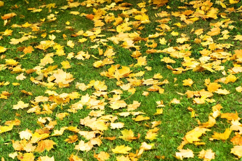 Autumn leaves 9