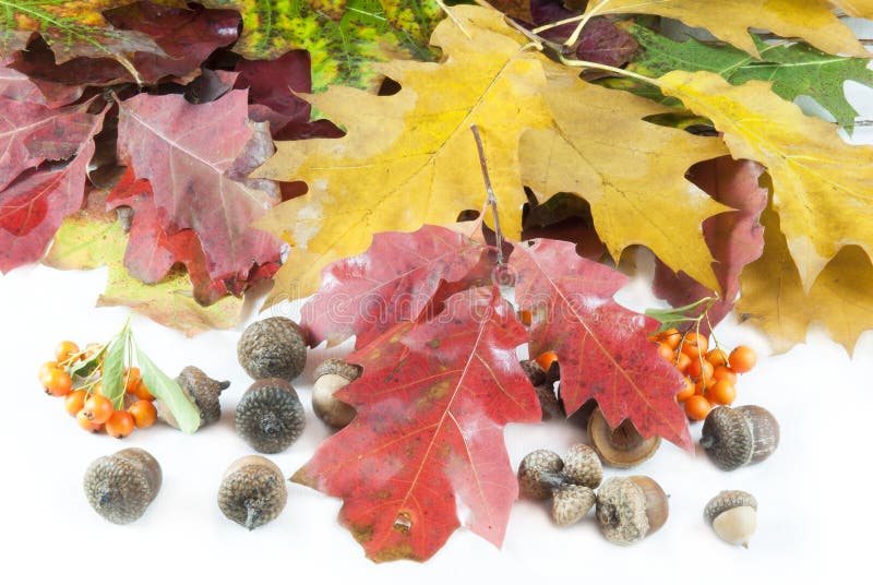 Autumn Leaves and Acorn with Place Stock Image - Image of decoration