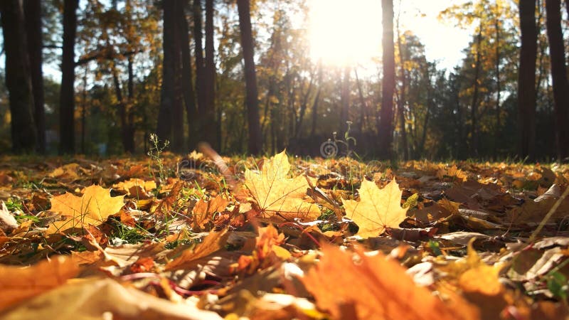 Autumn Leaves amarelo e grama verde