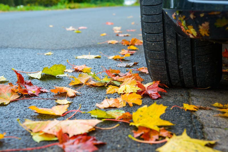 Autumn Leaves with Car Wheel Stock Image Image of natural, plant
