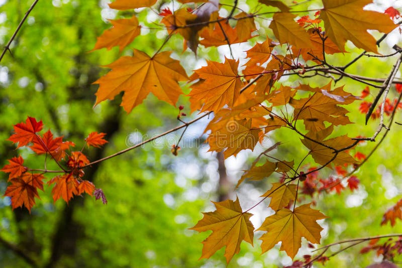 Autumn Leaves stock image Autumn Leaves stock image