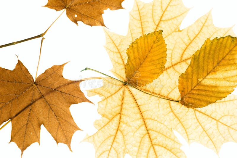 Autumn Leaves Background