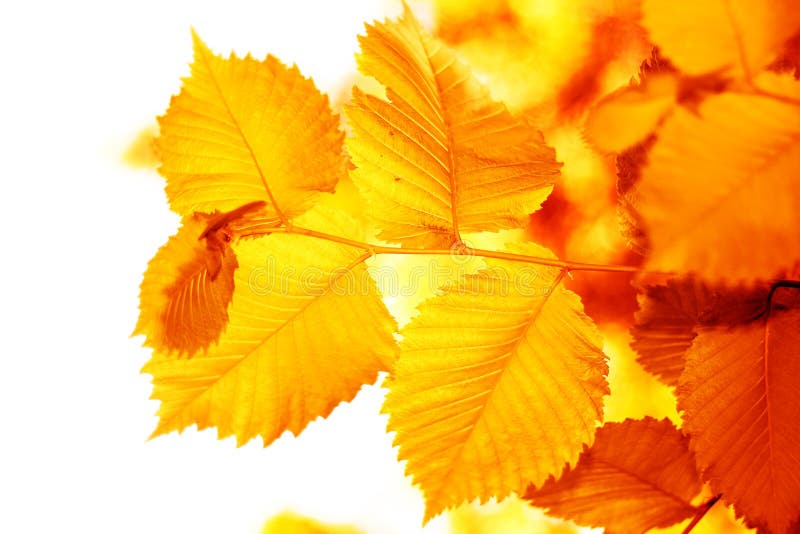 Autumn Leaves Background