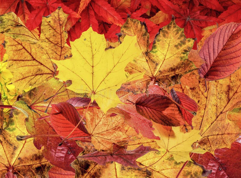 Autumn Leaves stock photography
