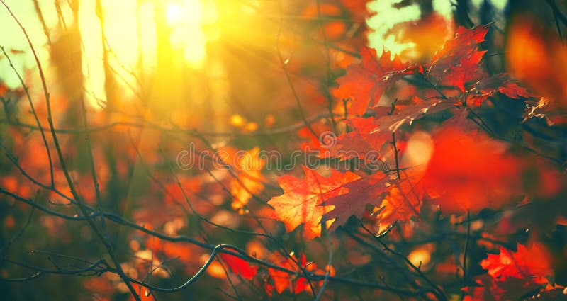 Autumn leaves background, backdrop. Landscape, Leaves swinging in a tree in autumnal Park. Fall. Oak trees with colorful leaves