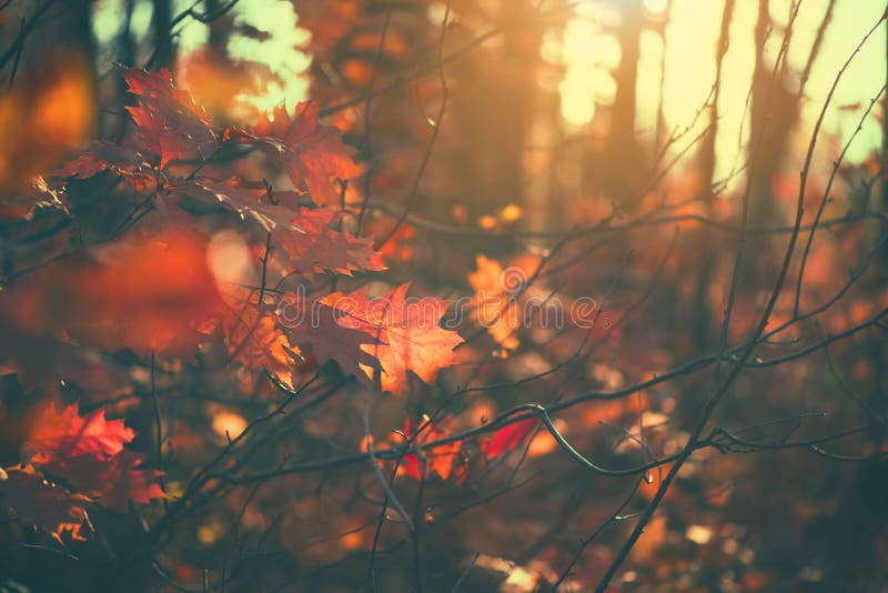 Autumn leaves background, backdrop. Landscape, Leaves swinging in a tree in autumnal Park. Fall. Oak trees with colorful leaves