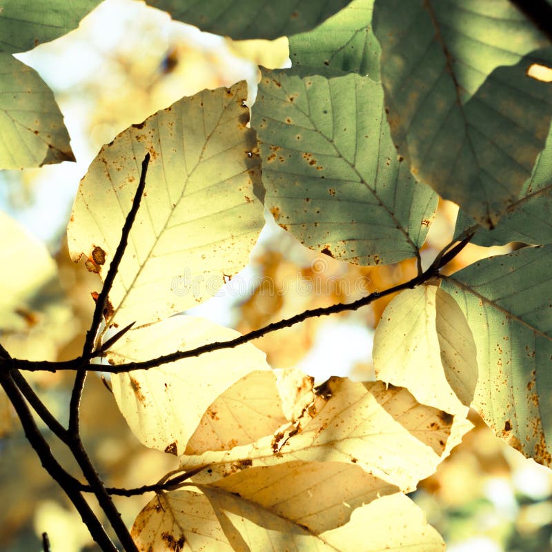 Autumn leaves background